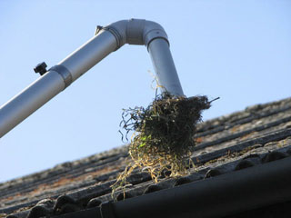 Gutter Cleaning